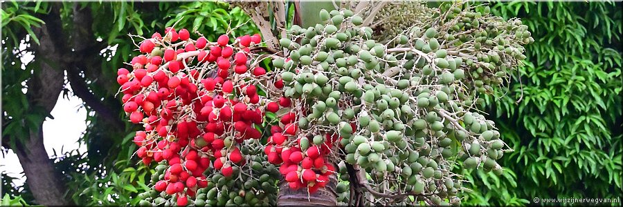 9 mrt 2026
Nuku'alofa (Tonga)
Dadelboom