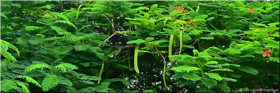 12 mrt 2026
Port Vila (Vanuatu)
Flamboyante bomen