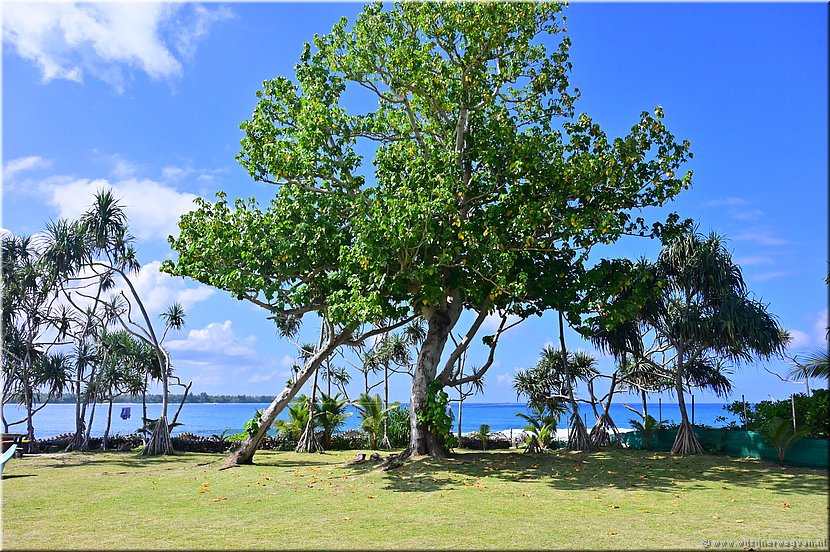 18 mrt 2026
Port Vila 
Onze vootuin is gemaaid