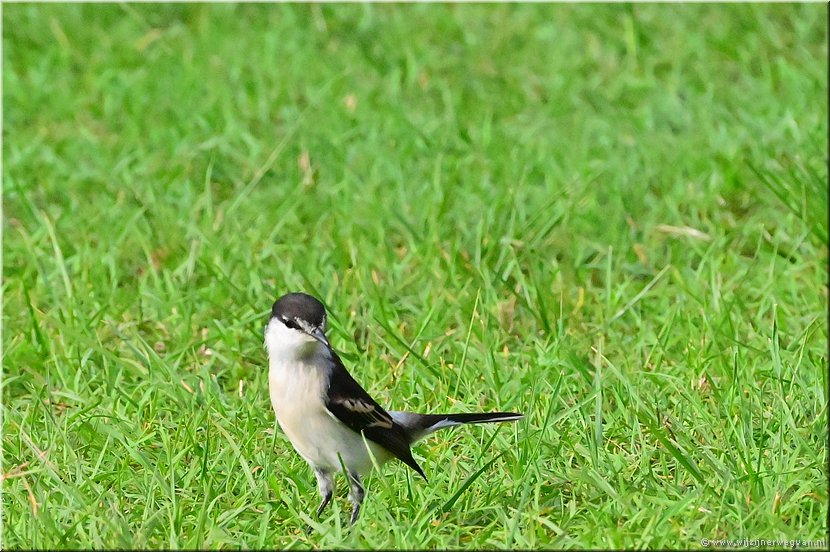 19 mrt 2026
Port Vila
White-winged triller (Witvleugeltriller)