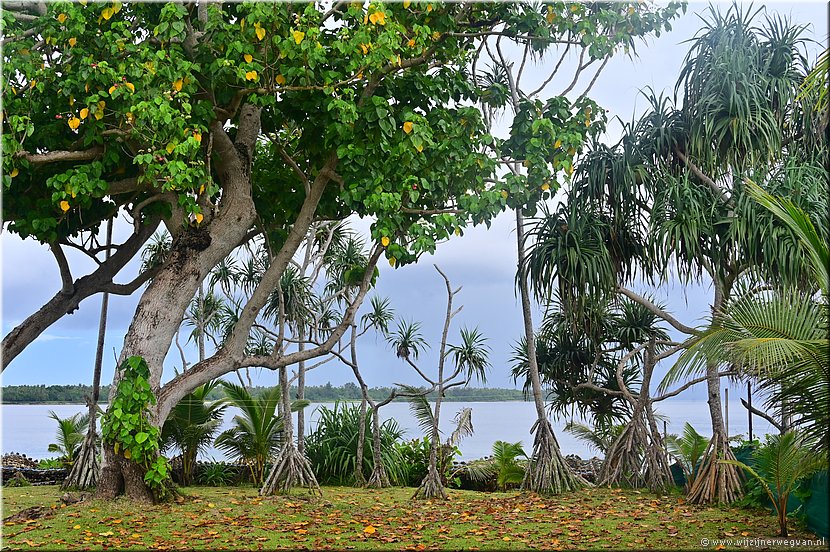 21 mrt 2026
Port Vila
Bluepango Guesthouse
Pandan-bomen met hun luchtwortels