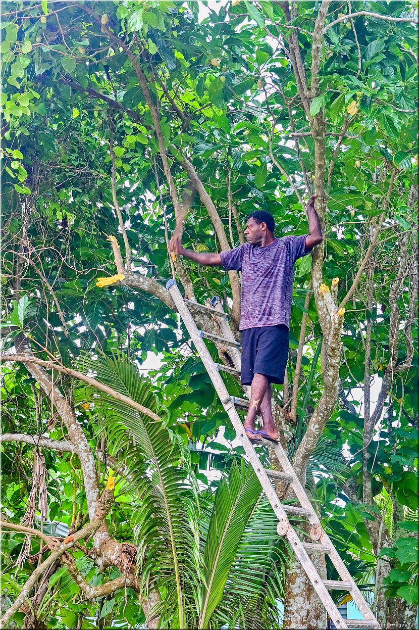23 mrt 2026
Port Vila (Vanuatu)
Pango
Er kappen mannen met machetes in de bomen rond