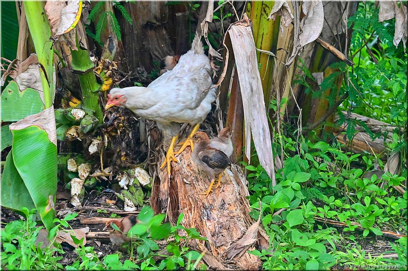 23 mrt 2026
Port Vila (Vanuatu)
Pango
Klimkip met klimkuikens