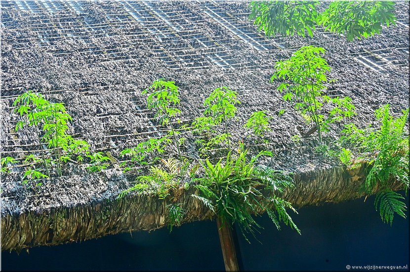 25 mrt 2026
Port Vila (Vanuatu)
Binnenkort dakoogst?