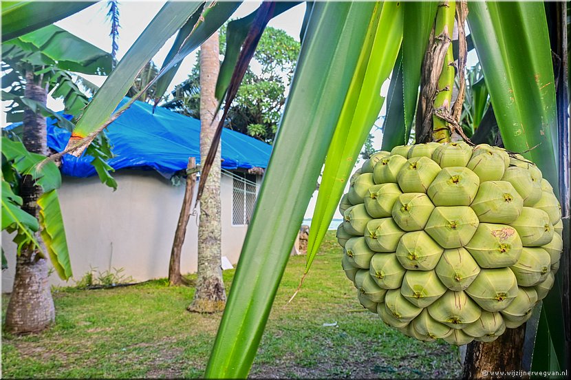 26 mrt 2026
Port Vila (Vanuatu)
Pandanvrucht