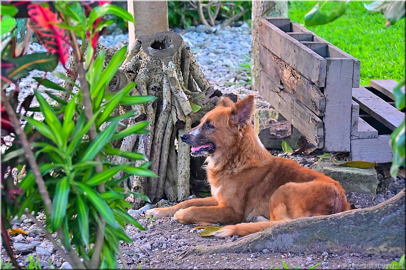 26 mrt 2026
Port Vila (Vanuatu)
Erfhond