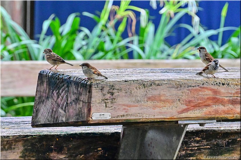 27 maart 2026
Port Vila (Vanuatu)
Faiawa Park
Exotische vogels: de huismus