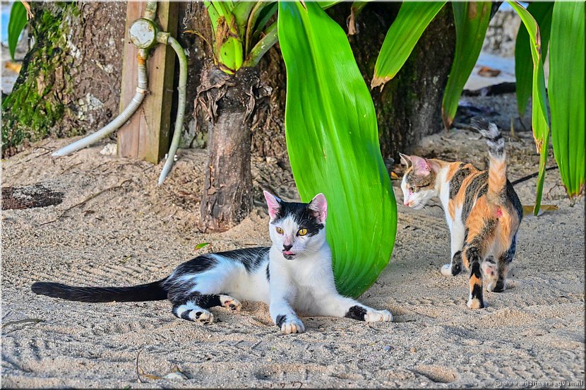 27 maart 2026
Port Vila (Vanuatu)
Breakas Beach Resort
En dan meteen nog twee...