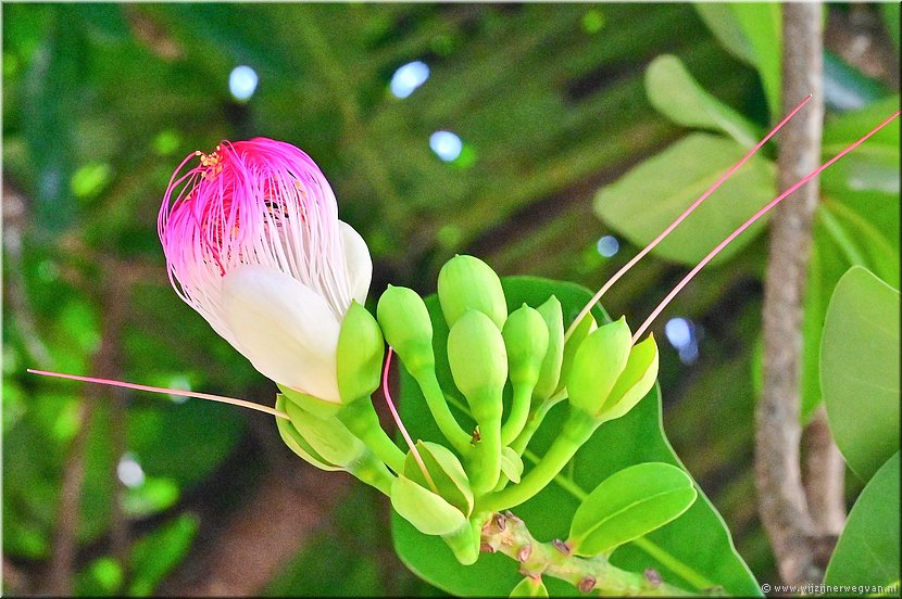 27 maart 2026
Port Vila (Vanuatu)
Breakas Beach Resort
Barringtonia asiatica, (visgifboom)