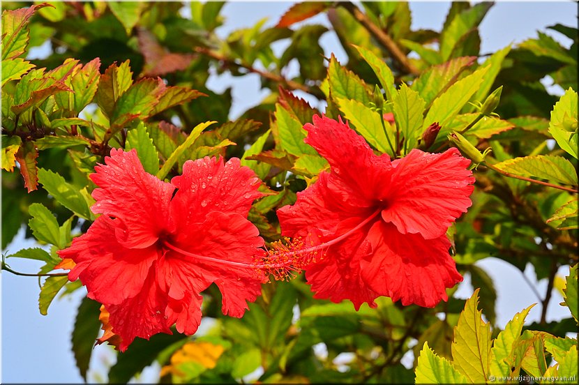 28 maart 2026
Port Vila (Vanuatu)
De hibiscus bloeit