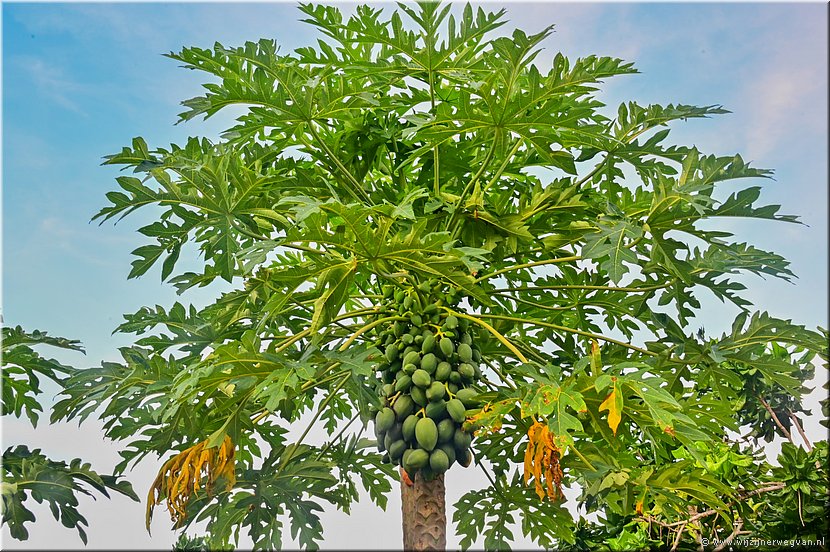 28 maart 2026
Port Vila (Vanuatu)
Papajaboom