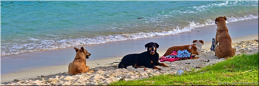 30 mrt 2026
Port Vila (Vanuatu)
Pango Surf Break
Waakhonden