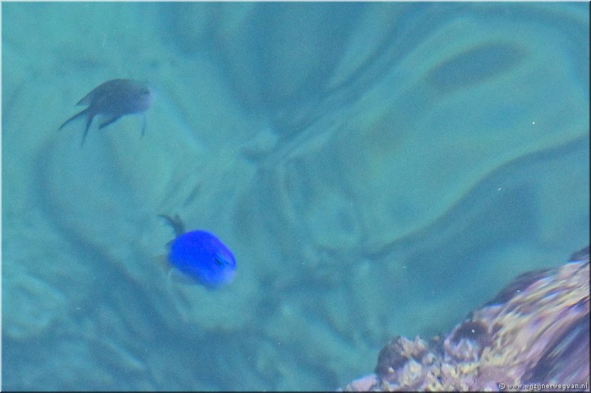 3 april 2026
Port Vila (Vanuatu)
Blauwe juffer
Blub blub