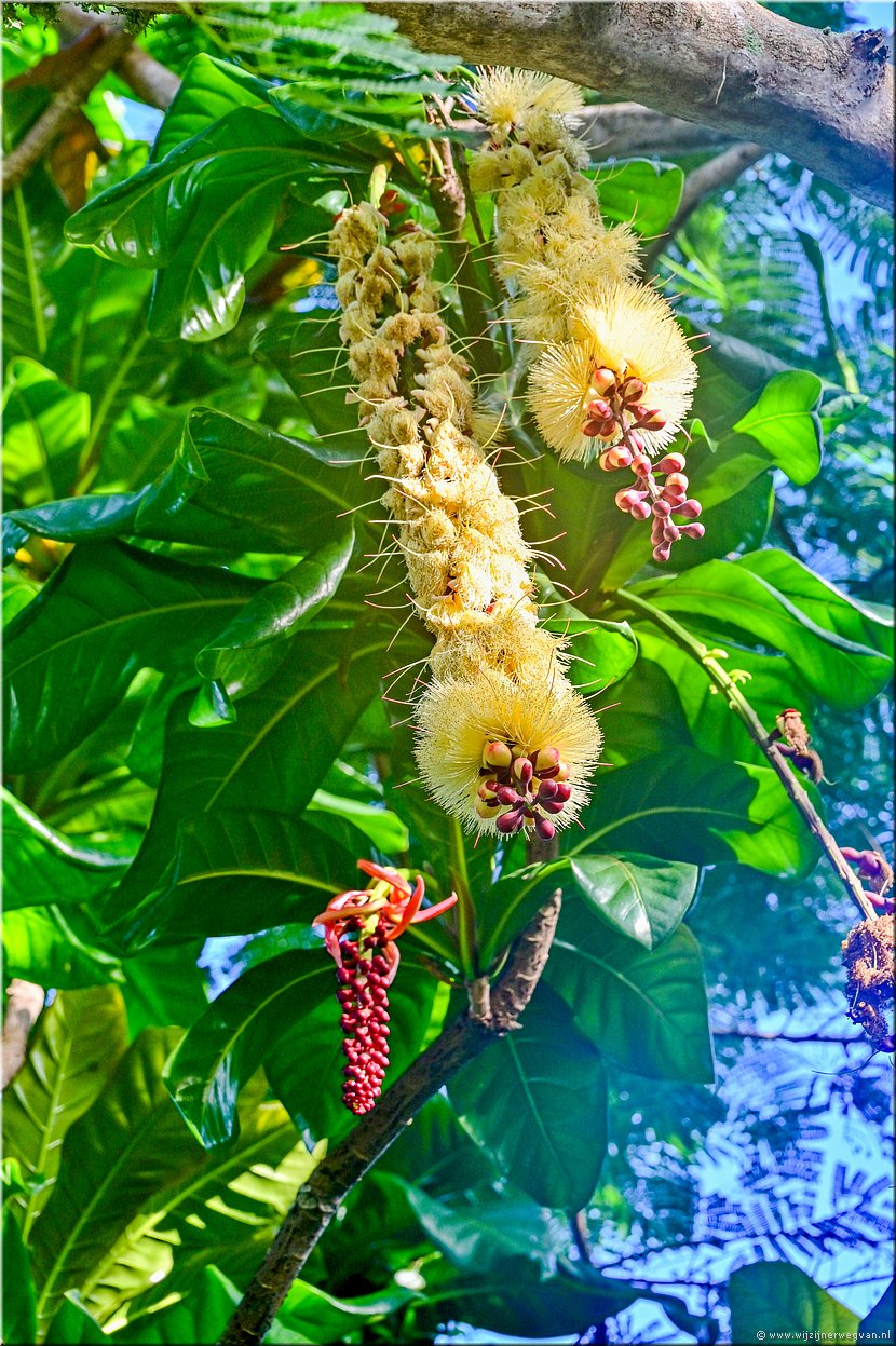 4 apr 2026
Port Vila (Vanuatu)
Barringtonia edulis (cut nut)
