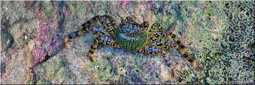 8 apr 2026
Port Vila (Vanuatu)
Bluepango Guesthouse
Sally Lightfoot-krab (Grapsus grapsus) rotsklimmer.