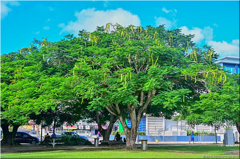 9 apr 2026
Port Vila (Vanuatu)
Flamboyant