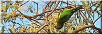 10-1-2026
Ararat (Vic)
Green Hill Lake Reserve
Musk Lorikeet (Muskuslori)