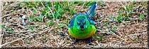13-1-2026
Ararat
Green Hill Lake Reserve
Redrumpedparrot (Roodrugparkiet)