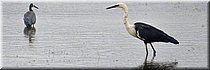 16-1-2026
Ararat
Green Hill Lake Reserve
White-necked Heron (withalsreiger)