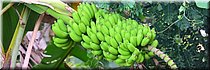 23 jan 2026
Nadi (Fiji)
 Keep calm
 And go bananas
