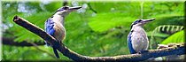 4 feb 2026
Suva (Fiji)
Rainforest Eco Lodge
Collored kingfisher (witkraagijsvogel)