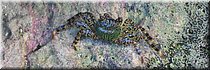 8 apr 2026
Port Vila (Vanuatu)
Bluepango Guesthouse
Sally Lightfoot-krab (Grapsus grapsus) rotsklimmer.