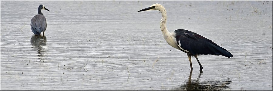 16-1-2026
Ararat
Green Hill Lake Reserve
White-necked Heron (withalsreiger)