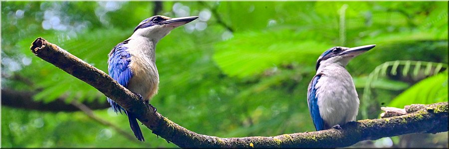 4 feb 2026
Suva (Fiji)
Rainforest Eco Lodge
Collored kingfisher (witkraagijsvogel)