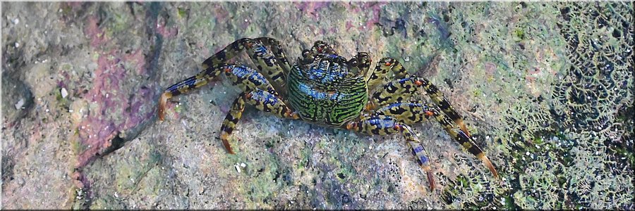 8 apr 2026
Port Vila (Vanuatu)
Bluepango Guesthouse
Sally Lightfoot-krab (Grapsus grapsus) rotsklimmer.