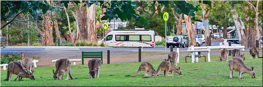 13 Apr 2026
The Grampians
Halls Gap
Reuzenkangoeroes met een reuze Belle!
