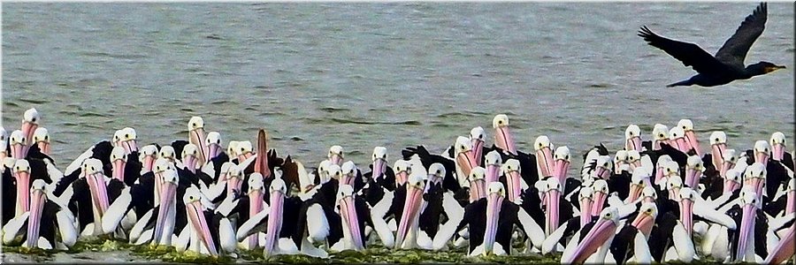 14 apr 2026
Lake Lonsdale
Je vraagt ja af waar ze ineens vandaan komen