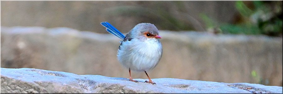 17 apr 2026
Halls Gap, The Grampians
Pinnacle Trail 
Fairywren