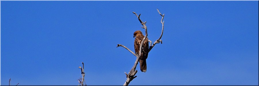 29 april 2026
Berri
Along the Murray River
Whistling Kite (fluitwouw)
