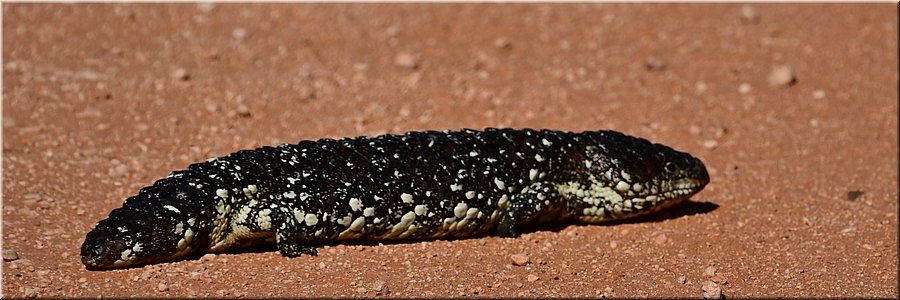 3 mei 2026
Renmark
Crooked Straight Campground
Skink op de weg