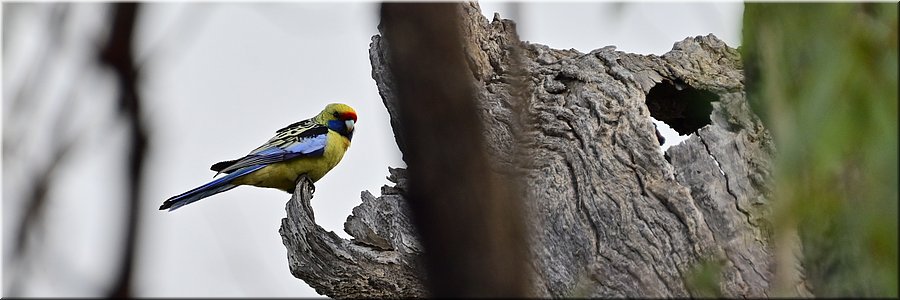 7 mei 2026
Berri
Wetland Walking Trail
Langs de Murray River
Yellow Rosella