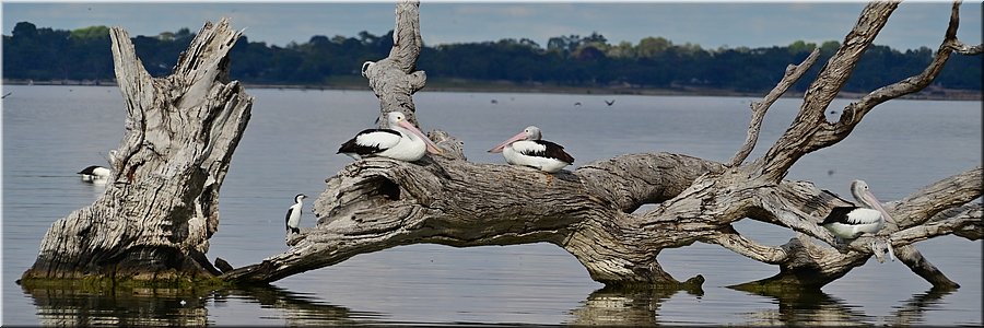 10 mei 2026
Barmera
Lake Bonney
Rustende pelikanen