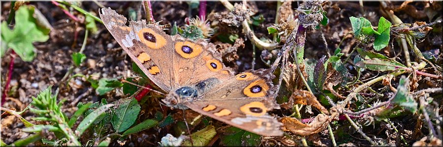 12 mei 2026
Overland Corner
Overland Corner Nature Reserve
Herons Bend Walk & Floodplain Walk
Meadow Argus vlinder