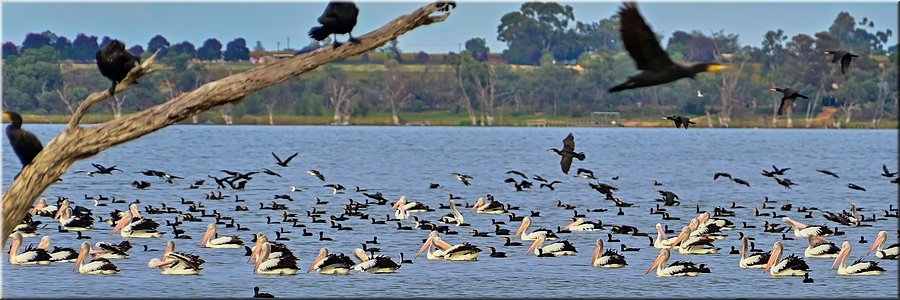 15 mei 2026
Barmera
Lake Bonney
Feeding frenzy