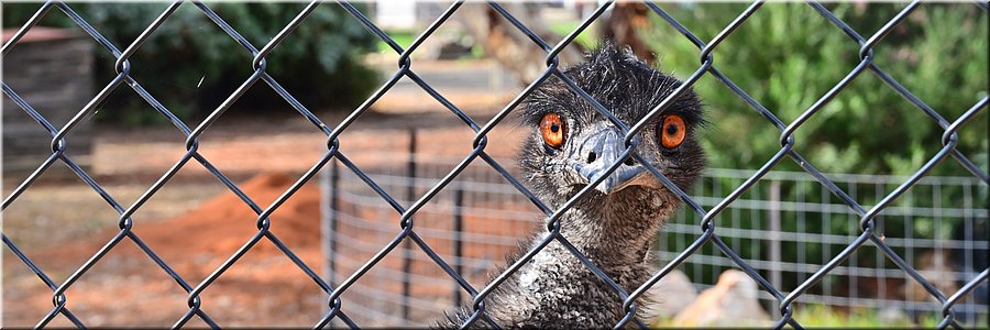 17 mei 2026
Waikerie
Native Animal Enclosure
Emu
Kiekeboe!