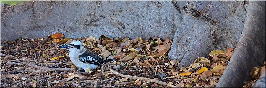 21 mei 2026
Gawler SA
Dead Mans Pass Reserve
Kookaburra