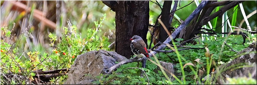 25 mei 2026
Burra SA
Worlds End
Diamond Firetail (Diamantvink)