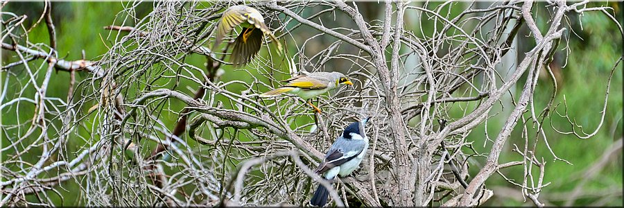 29 mei 2026
Wilpena Pound (SA)
Hills Homestead Walk
Twee Yellow-throated Miners met een Butcherbird