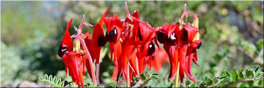 31 Mei 2026
Port Augusta (SA)
Australian Arid Lands Botanic Garden
Sturt's Desert Pea