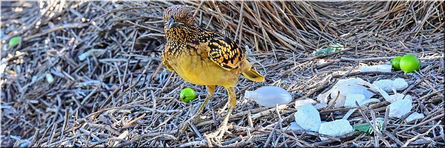 13 juni 2026
Alice Springs
Olive Pink Botanic Garden
Spotted Bowerbird (gevlekte prieelvogel)