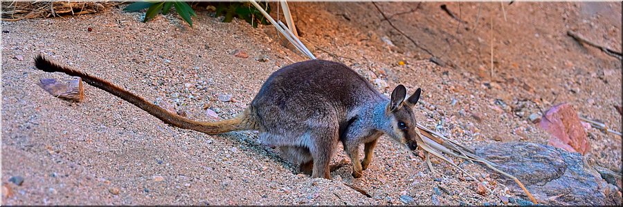 14 juni 2026
Western MacDonnell Ranges
Simpsons Gap
Blackfoot Rock Wallaby