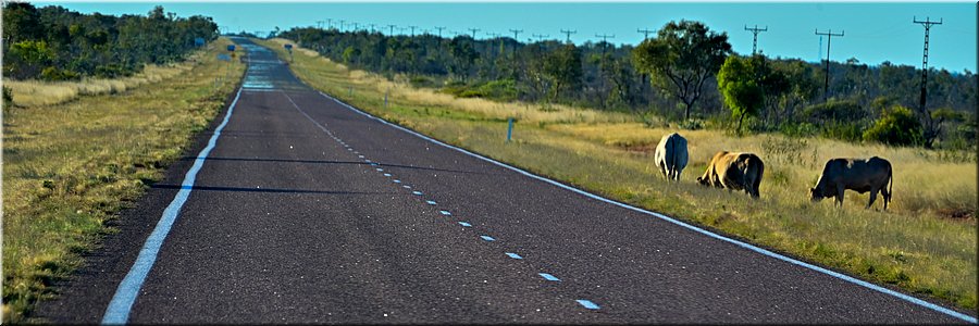 22 juni 2026
Stuart Highway
Loslopende runderen
