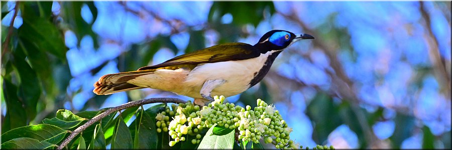 25 juni 2026
Mataranka
Stan Martin Park
Blue-faced Honeyeater (blauwwanghoningeter)