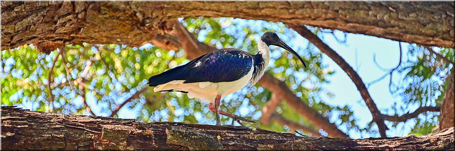3 juli 2026
Adelaide River
Adelaide River Inn
Boom-ibis
