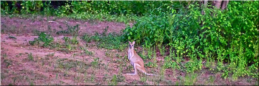 5 juli 2027
Adelaide River
Antilopine Wallaroo (antilopekangoeroe)