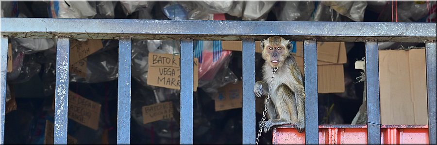 11 juli 2026
Dili (Oost-Timor)
R. Jacinto de Candido
Javaanse makaak (Macaca fascicularis)
Huisaapje